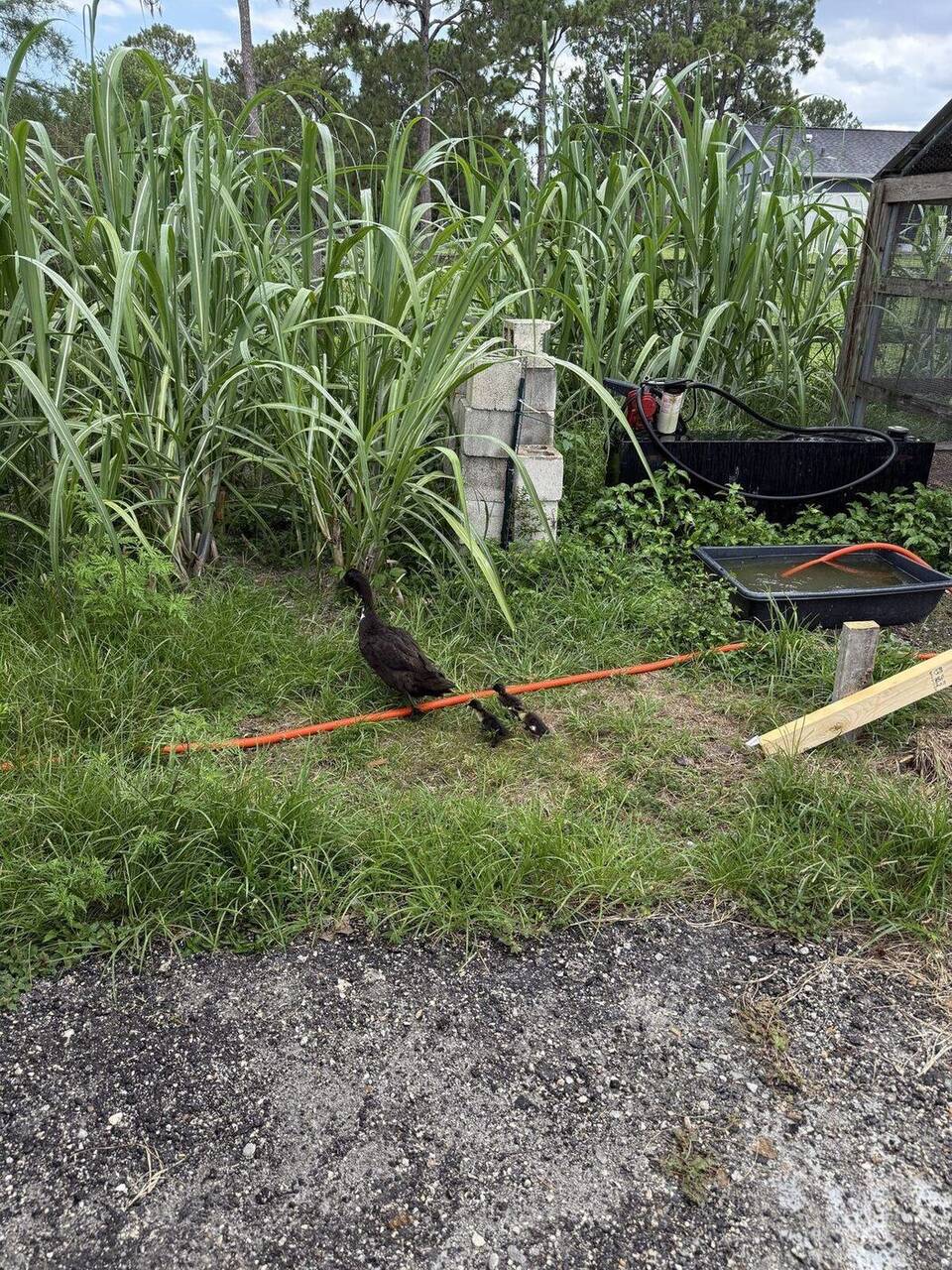 Duck and ducklings at The Bell Farm, Loxahatchee FL