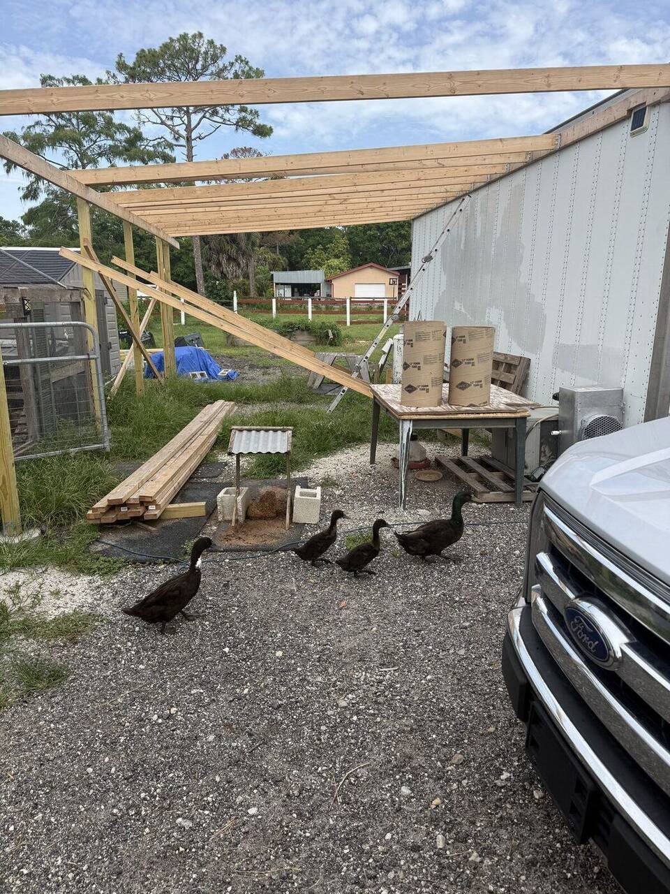 The flock parading across The Bell Farm, Loxahatchee FL