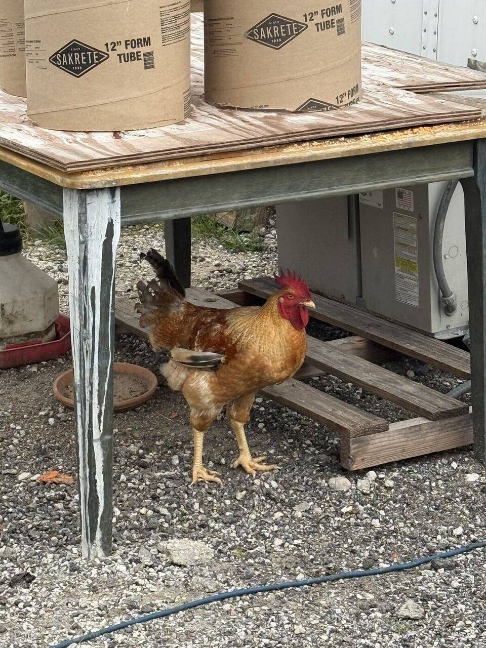 Rooster at The Bell Farm, Loxahatchee FL