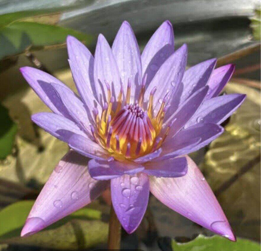 Tropical water lily at The Bell Farm, Loxahatchee FL