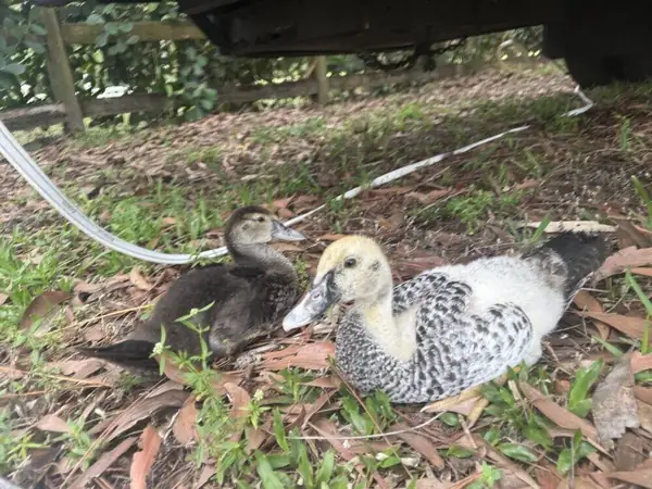 Ducklings at Bell Farm