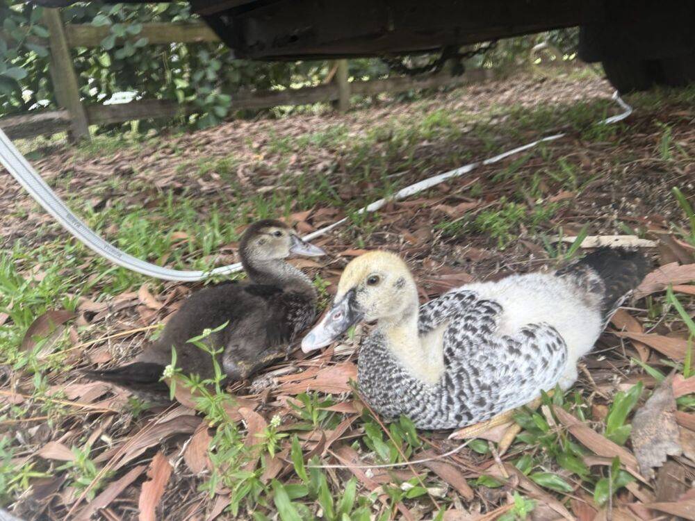 Ducklings at Bell Farm