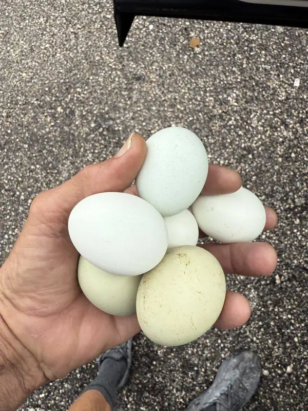 Fresh farm eggs