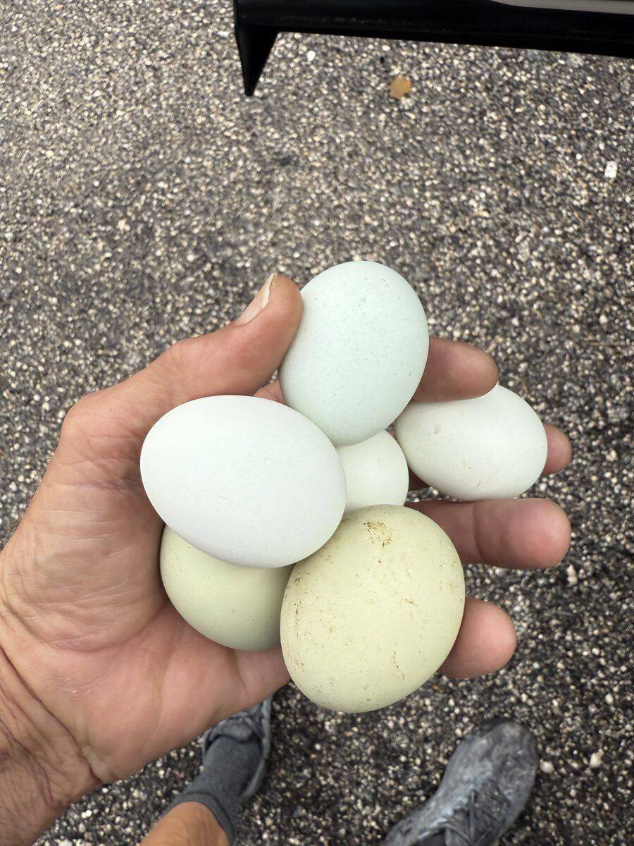 Fresh farm eggs