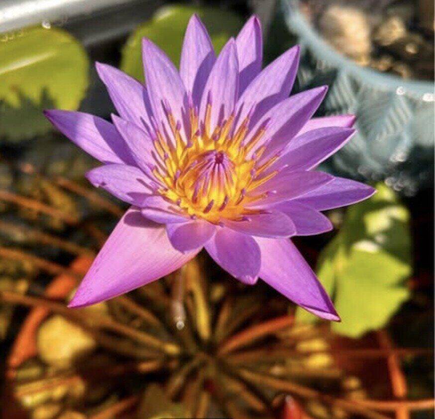 Water lily at Bell Farm
